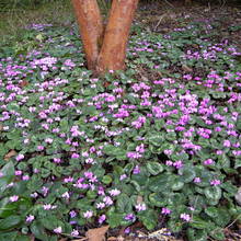 Fiołek alpejski – odpowiednia pielęgnacja