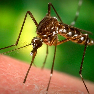Sposoby na walkę z komarami