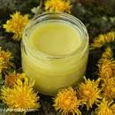 Jakie działanie ma mniszek lekarski?