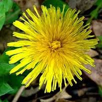 O właściwościach mniszka