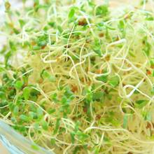 Jak uprawiać kiełki?