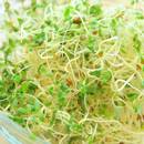 Jak uprawiać kiełki?