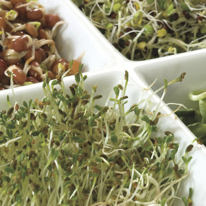 Słoik dla kiełków