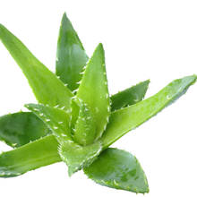 W jaki sposób pielęgnować aloes?