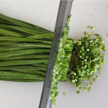 Jak uprawiać szczypiorek zimą?