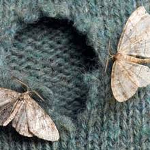 Jak sobie poradzić z molami w szafie?