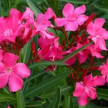 Jak wygląda pielęgnacja oleandra?