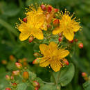 Jak poradzić sobie z depresją zimową za pomocą dziurawca?