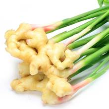 Uprawa i zastosowanie imbiru