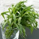 Uprawa i właściwości estragonu