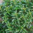 Uprawa i zastosowanie cząbru