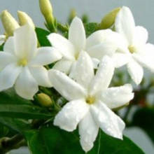 Jak poprawnie pielęgnować jaśmin?