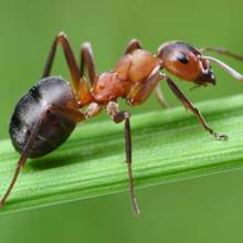 Jak sobie poradzić z mrówkami w ogrodzie?
