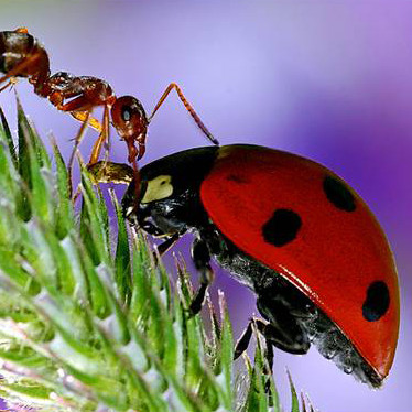 Dlaczego mrówki w ogrodzie są szkodnikami?