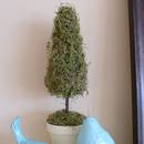 Jak zrobić drzewko z mchu?