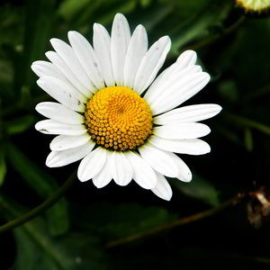 Rumianek i płatki owsiane na ukojenie