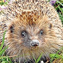 Jak zrobić schronienie dla jeża w ogrodzie?