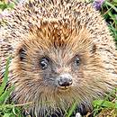 Jak zrobić schronienie dla jeża w ogrodzie?