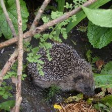 Tuptuś w Twoim ogrodzie