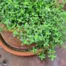 Uprawa i zastosowanie tymianku