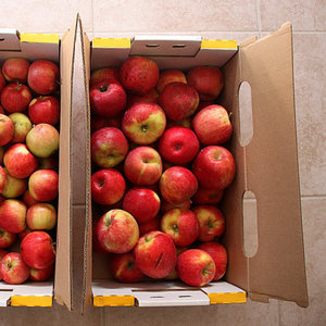 Skąd biorą się muszki owocówki?