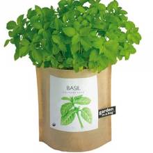 Jakie są możliwości stosowania bazylii?