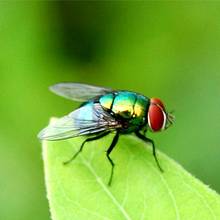 Jak usunąć muchy z domu?