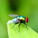 Jak usunąć muchy z domu?