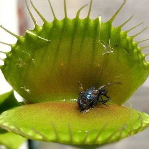 Broń biologiczna: rośliny owadożerne