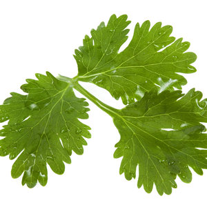 Pielęgnacja kolendry