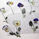 W jaki sposób suszyć kwiaty?