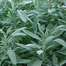 Uprawa i zastosowanie szałwii