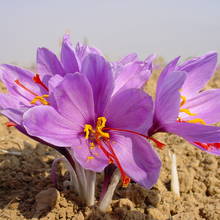 Zbieranie i zastosowanie szafranu