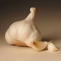 Czosnek