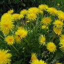 Mniszek lekarski – możliwości stosowania