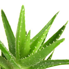 W jaki sposób dbać o aloes?