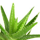 W jaki sposób dbać o aloes?