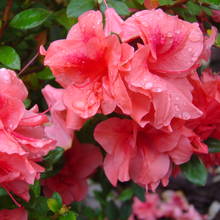 Sposób pielęgnacji azalii doniczkowej