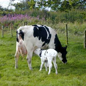 Mleko krowie jest pokarmem dla cieląt