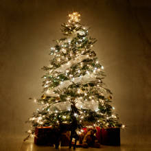 Jak przedłużyć życie żywej choinki?