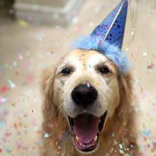 Jak oszczędzić psu strachu w sylwestra?