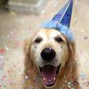 Jak oszczędzić psu strachu w sylwestra?