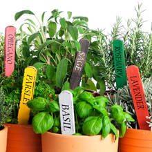 Jakie zioła pomagają zwalczyć trądzik?