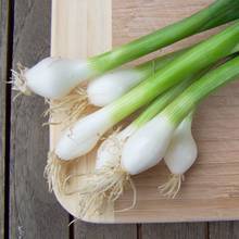 W jaki sposób uprawiać w domu zieloną cebulkę?