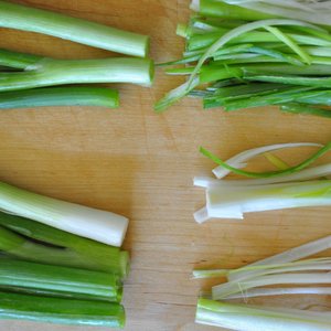 Pielęgnacja cebulki