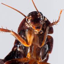 Jak pozbyć się karaluchów z mieszkania?