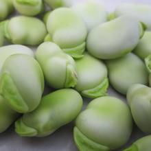 Jakie są właściwości bobu?