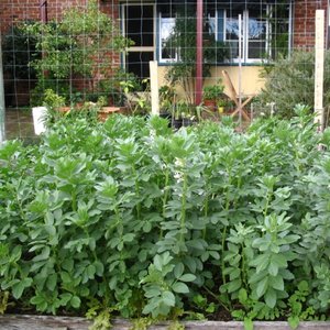 Właściwości odżywcze