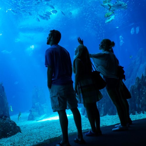 Oceanarium