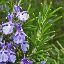 Uprawa i pielęgnacja rozmarynu